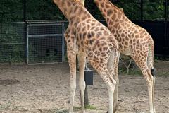 IMG-20240613-WA0016